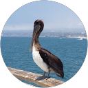 Stephanie R. profile picture